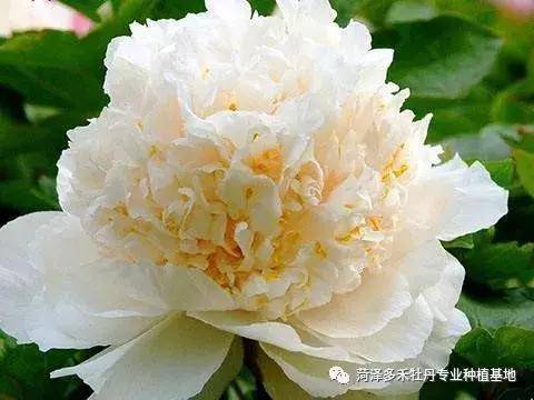 观赏牡丹,姚黄与魏紫的不解之缘